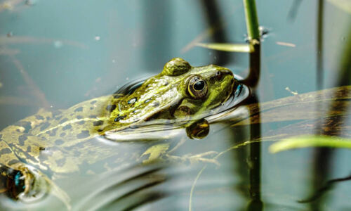 Frosch im Gartenteich | © 2025 Westerhoff GmbH Damme