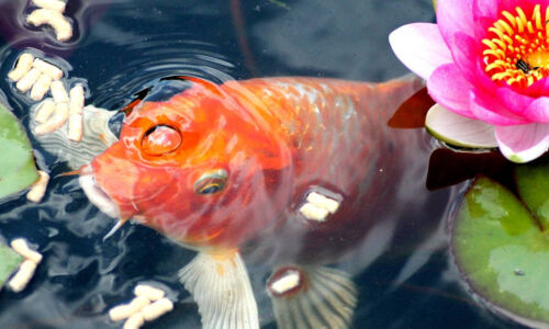 Goldfisch im Gartenteich | © 2025 Westerhoff GmbH Damme